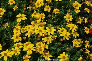 Bidens'Yellow charm'